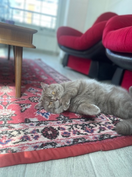 British Shorthair, Kedi  Babiş fotoğrafı
