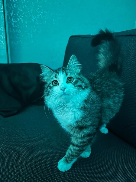 Chinchilla, Kedi  Elia fotoğrafı