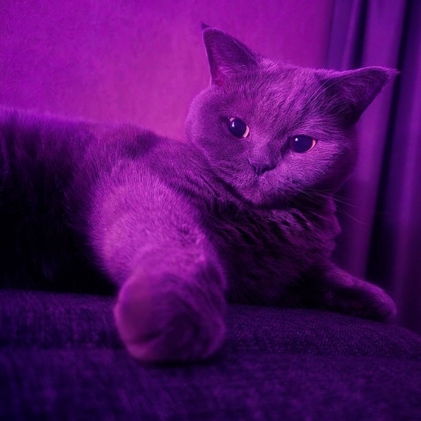 British Shorthair, Kedi  Bella fotoğrafı