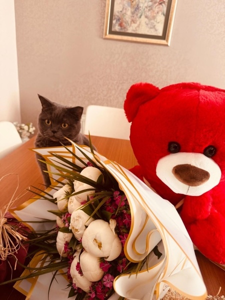 British Shorthair, Kedi  Bella fotoğrafı