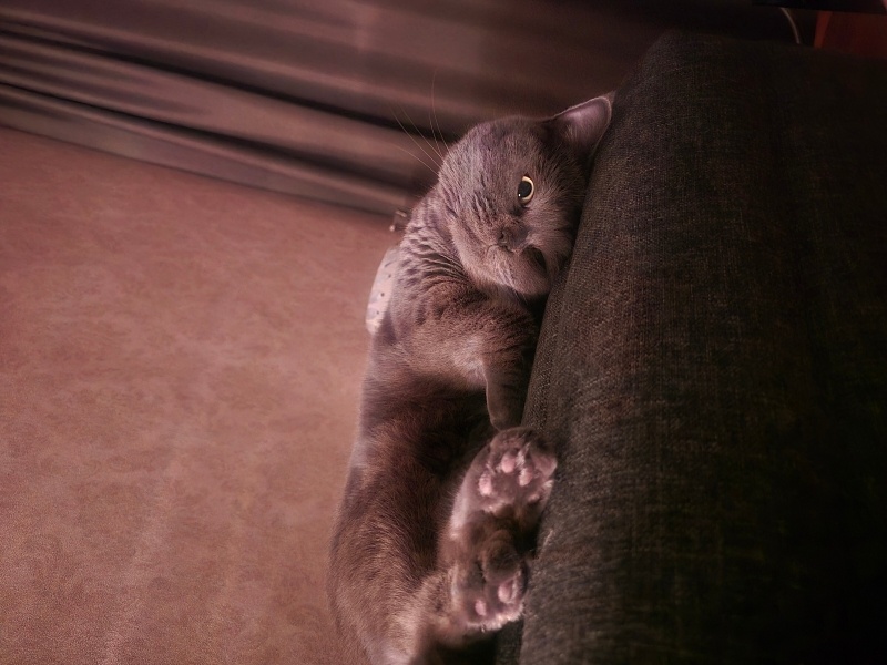 British Shorthair, Kedi  Bella fotoğrafı