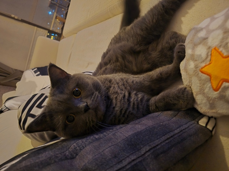 British Shorthair, Kedi  Bella fotoğrafı