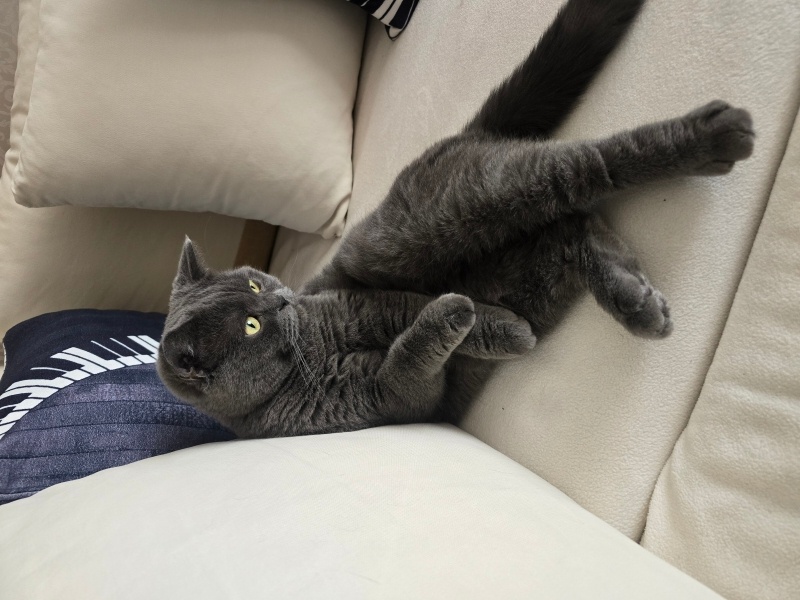 British Shorthair, Kedi  Bella fotoğrafı