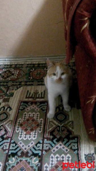 American Curl, Kedi  Minnak fotoğrafı