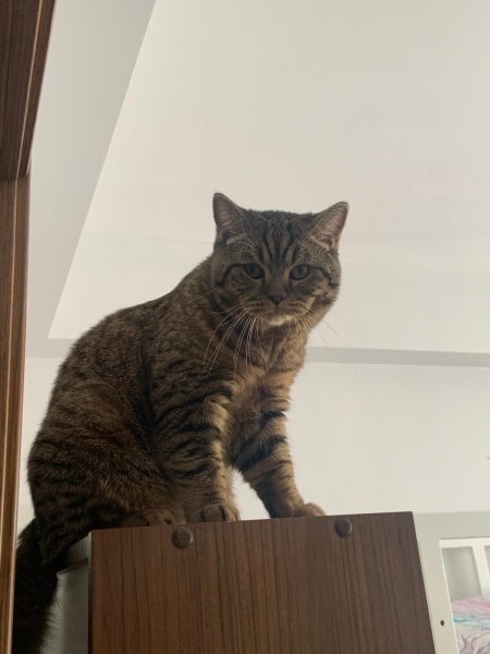 British Shorthair, Kedi  Duman fotoğrafı