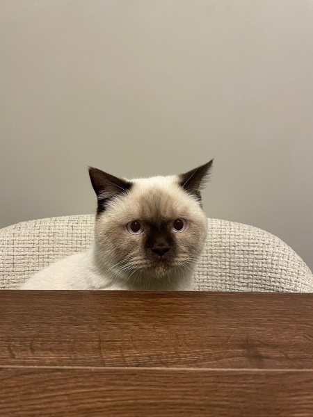 British Shorthair, Kedi  OSMAN fotoğrafı