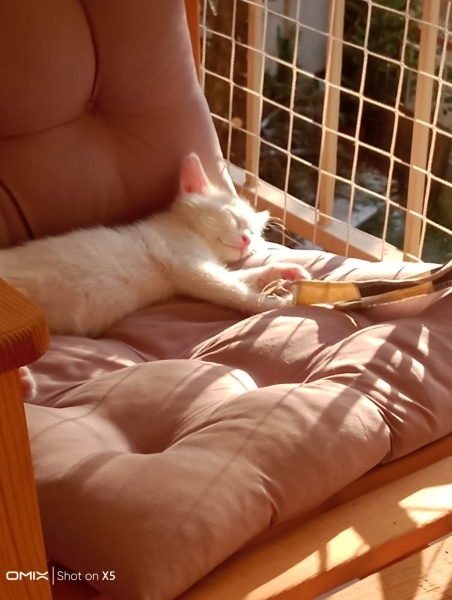 Tekir Kedi, Kedi  Köpük fotoğrafı