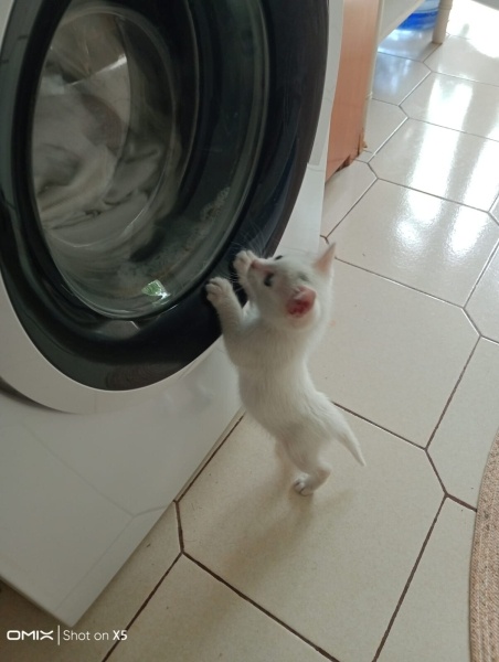 Tekir Kedi, Kedi  Köpük fotoğrafı