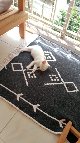 Tekir Kedi, Kedi  Köpük fotoğrafı