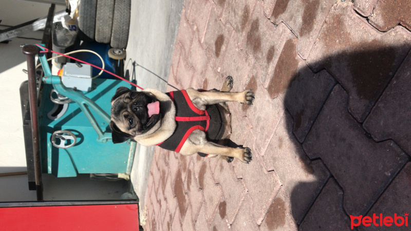 Pug, Köpek  Şans fotoğrafı