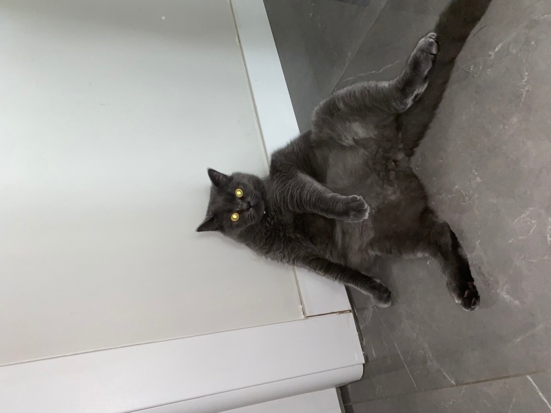 British Shorthair, Kedi  Leo fotoğrafı