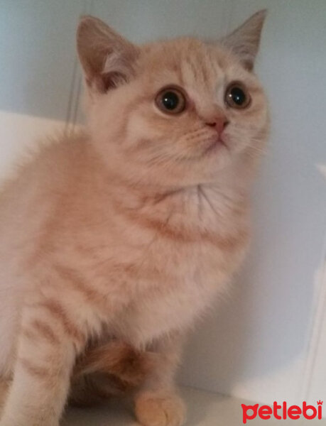 British Shorthair, Kedi  Kayısı fotoğrafı