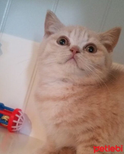 British Shorthair, Kedi  Kayısı fotoğrafı