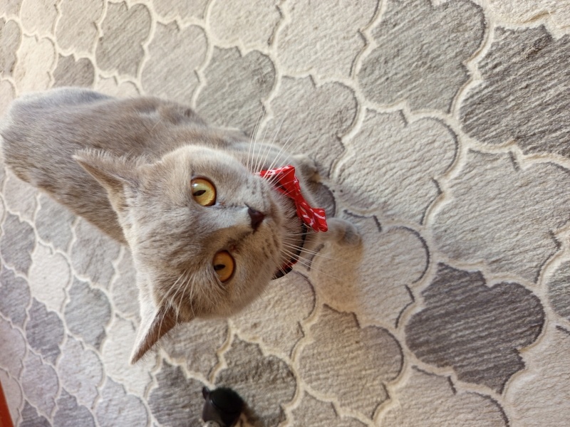 British Shorthair, Kedi  Bulut fotoğrafı