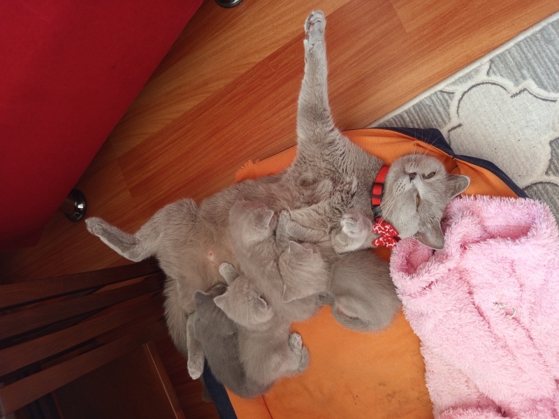 British Shorthair, Kedi  Bulut fotoğrafı