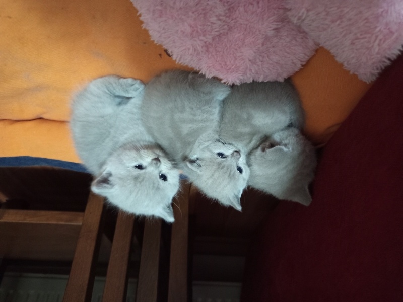 British Shorthair, Kedi  Bulut fotoğrafı