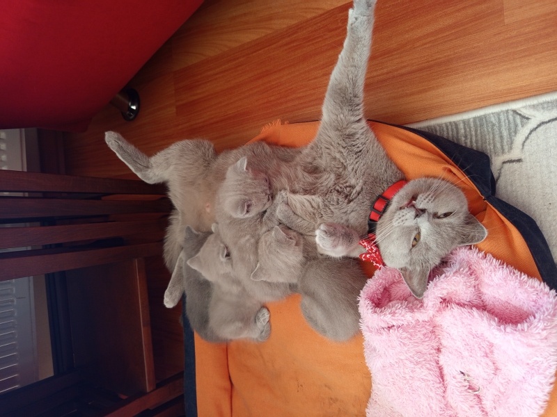 British Shorthair, Kedi  Yavru British fotoğrafı