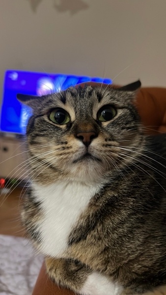 Tekir Kedi, Kedi  Çitos fotoğrafı