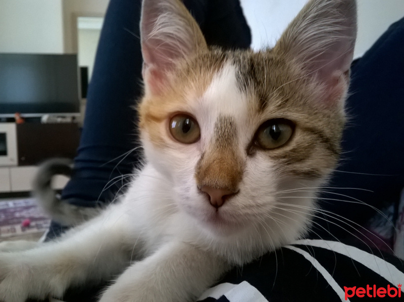 Tekir Kedi, Kedi  Misha fotoğrafı