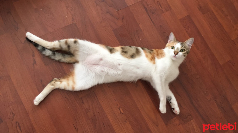 Tekir Kedi, Kedi  Misha fotoğrafı