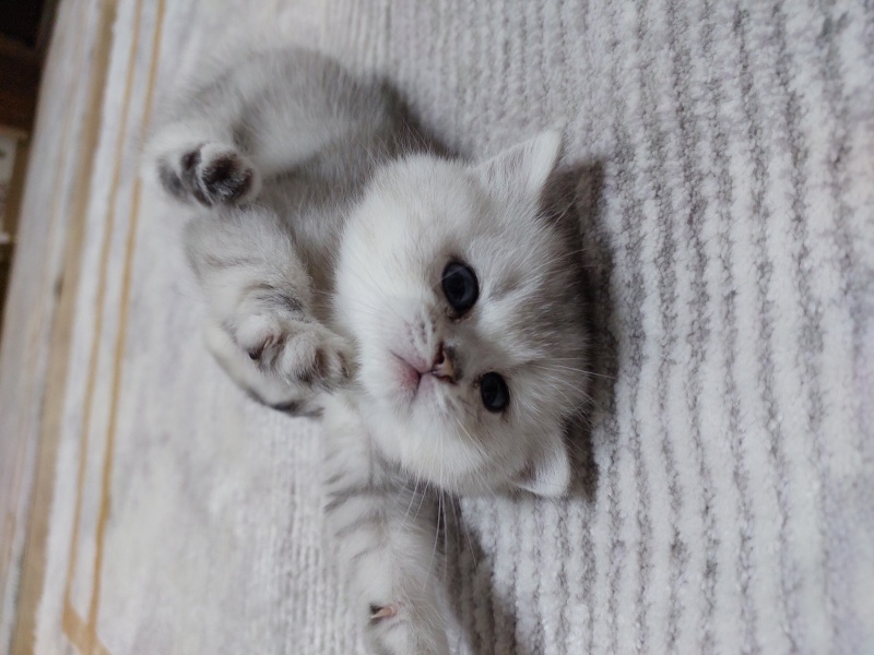 British Shorthair, Kedi  Mayamın bebekleri fotoğrafı