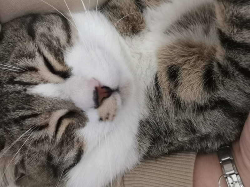 Tekir Kedi, Kedi  Dobi fotoğrafı