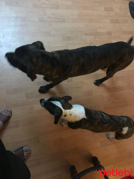 Presa Canario, Köpek  boyka fotoğrafı