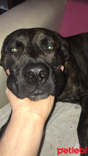 Presa Canario, Köpek  boyka fotoğrafı