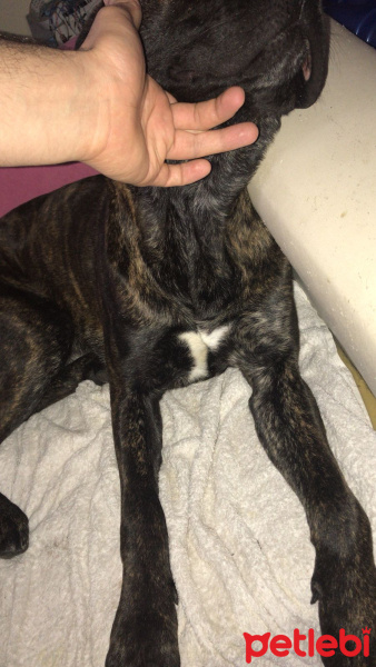 Presa Canario, Köpek  boyka fotoğrafı