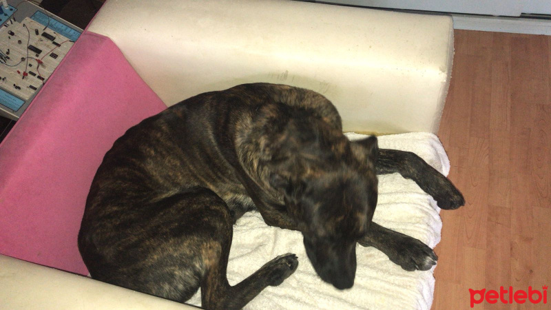 Presa Canario, Köpek  boyka fotoğrafı