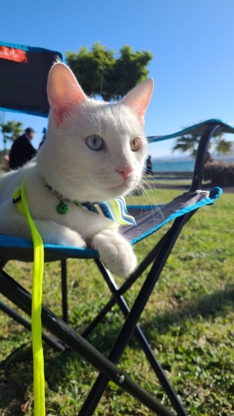 Van Kedisi, Kedi  Burhan fotoğrafı