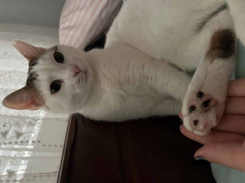 Tekir Kedi, Kedi  Minnoş fotoğrafı