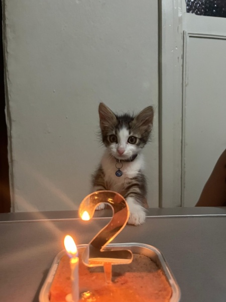 Tekir Kedi, Kedi  Leli fotoğrafı