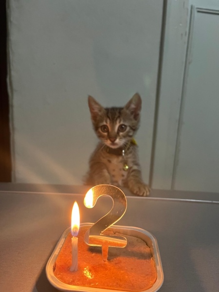 Tekir Kedi, Kedi  Leli fotoğrafı