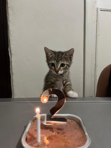 Tekir Kedi, Kedi  Leli fotoğrafı