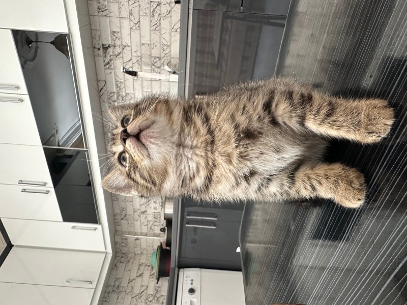 British Shorthair, Kedi  Yok fotoğrafı