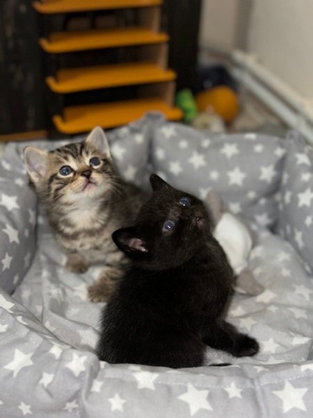 British Shorthair, Kedi  Yok fotoğrafı