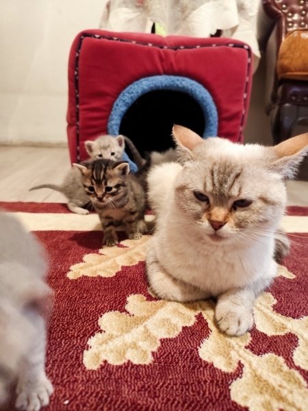 Scottish Fold, Kedi  Mia fotoğrafı
