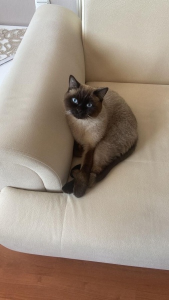Siyam Kedisi, Kedi  gece fotoğrafı