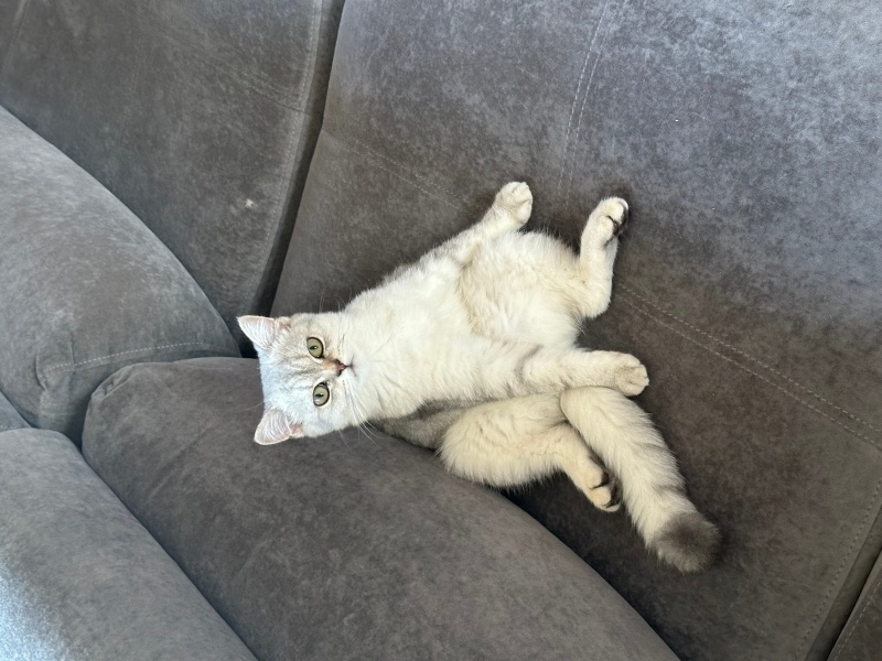 British Shorthair, Kedi  Marzi fotoğrafı