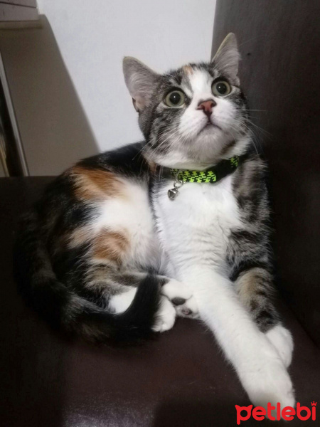 Tekir Kedi, Kedi  Minnak fotoğrafı