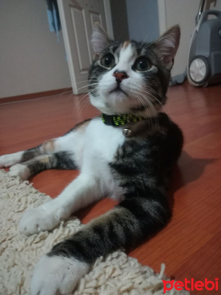 Tekir Kedi, Kedi  Minnak fotoğrafı
