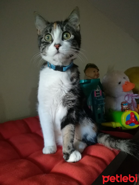 Tekir Kedi, Kedi  Minnak fotoğrafı