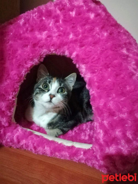 Tekir Kedi, Kedi  Minnak fotoğrafı
