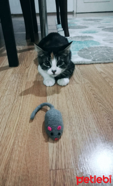 Tekir Kedi, Kedi  Minnak fotoğrafı