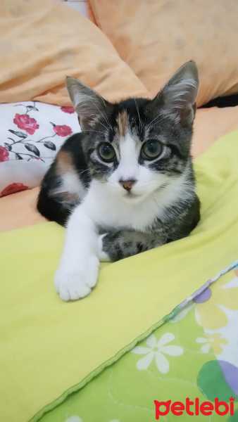 Tekir Kedi, Kedi  Minnak fotoğrafı