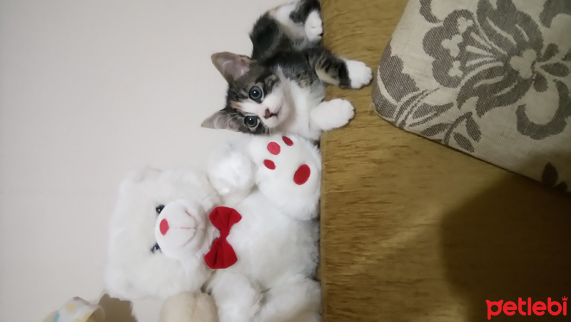Tekir Kedi, Kedi  Minnak fotoğrafı