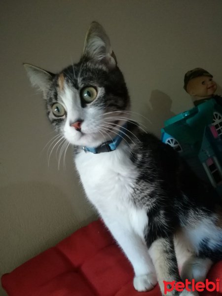 Tekir Kedi, Kedi  Minnak fotoğrafı