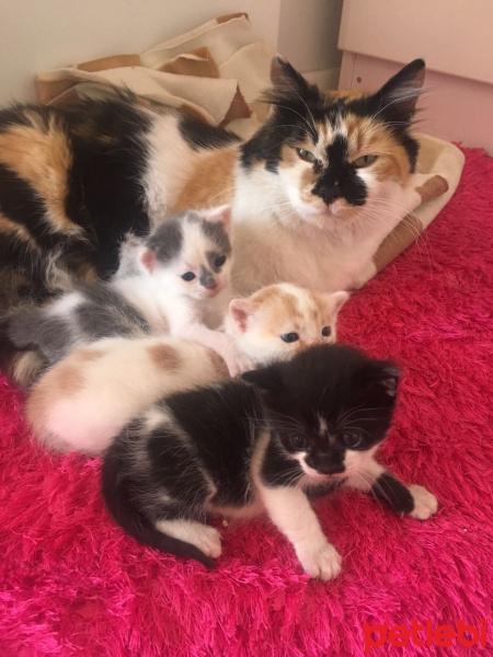 Tekir Kedi, Kedi  Minnak fotoğrafı
