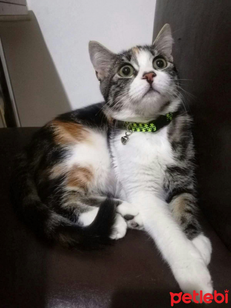 Tekir Kedi, Kedi  Minnak fotoğrafı
